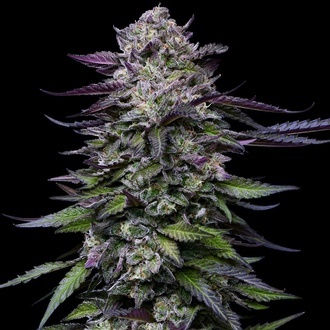 Candy Hustle (Humboldt Seed Company) feminizada