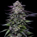 Candy Hustle (Humboldt Seed Company) feminizada