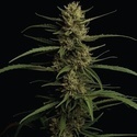 Caribbean Queen (Humboldt Seed Company) feminizada