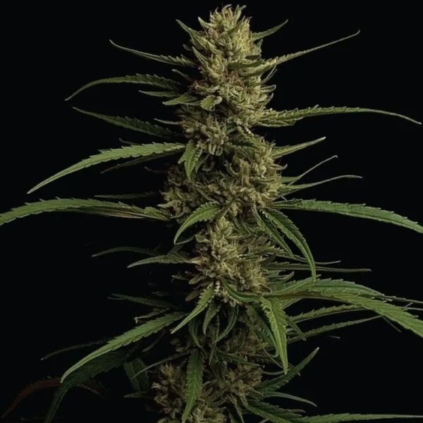 Caribbean Queen (Humboldt Seed Company) feminizada