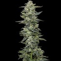 Honey Bear (Humboldt Seed Company) feminizada