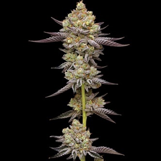 Hyper Za (Humboldt Seed Company) feminized