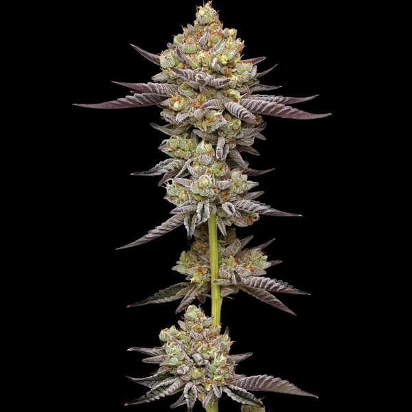 Hyper Za (Humboldt Seed Company) feminizada
