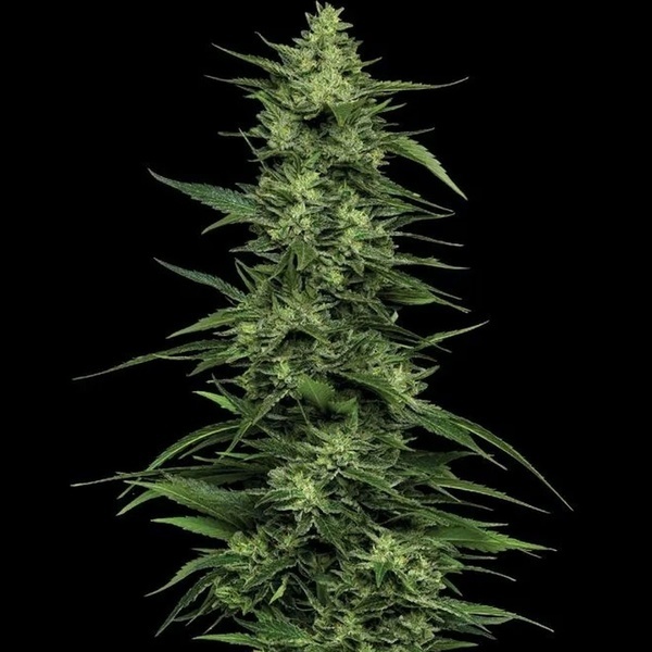 Limez (Humboldt Seed Company) feminizada