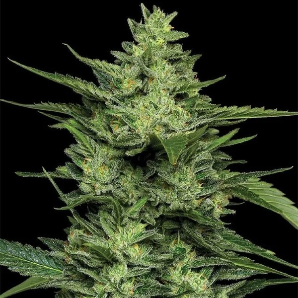 Limez (Humboldt Seed Company) feminizada