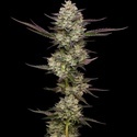 Puff Pastry (Humboldt Seed Company) feminizada
