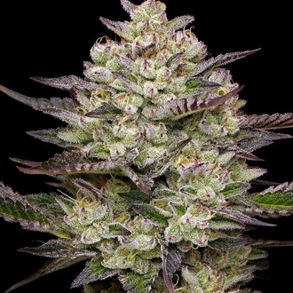 Puff Pastry (Humboldt Seed Company) feminizada