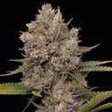 Hella Jelly Auto (Humboldt Seed Company) feminizada