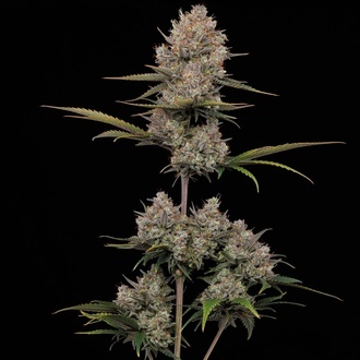 Hella Jelly Auto (Humboldt Seed Company) feminizada