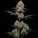 Hella Jelly Auto (Humboldt Seed Company) feminizada
