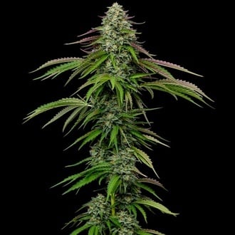 Garlic Budder Auto (Humboldt Seed Company) feminizada