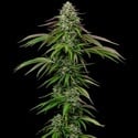 Garlic Budder Auto (Humboldt Seed Company) feminizada
