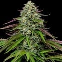 Garlic Budder Auto (Humboldt Seed Company) feminizada