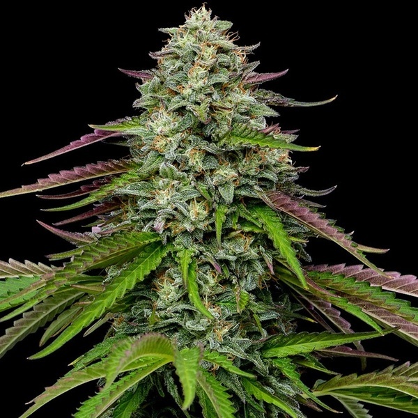 Garlic Budder Auto (Humboldt Seed Company) feminizada