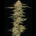 Orange Creampop (Humboldt Seed Company) Feminizada
