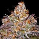 Granny Candy (Humboldt Seed Company) Feminizada
