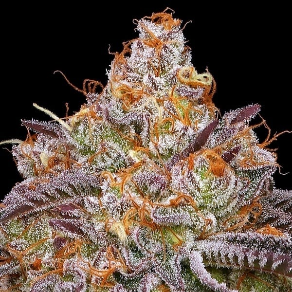 Granny Candy (Humboldt Seed Company) Feminizada