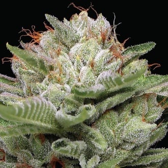 Durban Poison Auto (Humboldt Seed Company) Feminizada