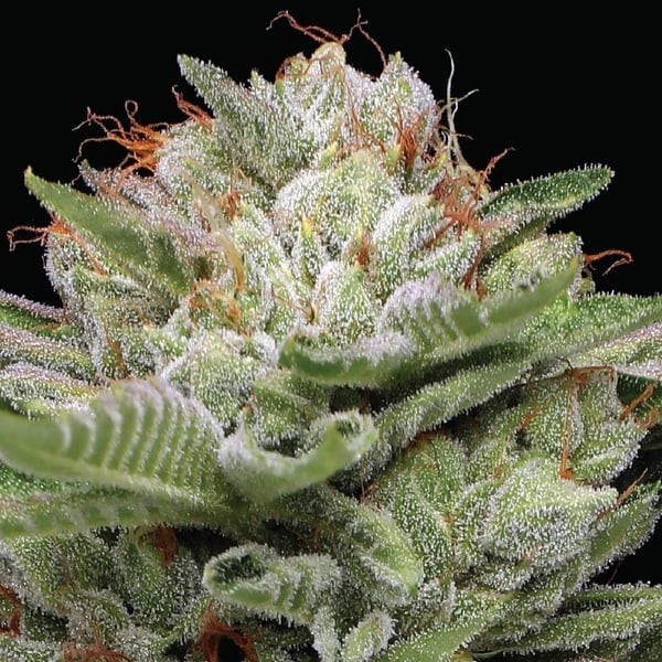 Durban Poison Auto (Humboldt Seed Company) Feminizada