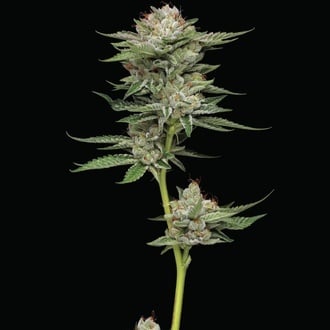 Durban Poison Auto (Humboldt Seed Company) Feminizada