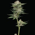 Durban Poison Auto (Humboldt Seed Company) Feminizada