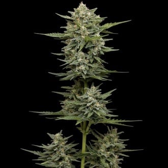 Vanilla Latte Auto (Humboldt Seed Company) Feminizada
