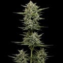 Vanilla Latte Auto (Humboldt Seed Company) Feminizada