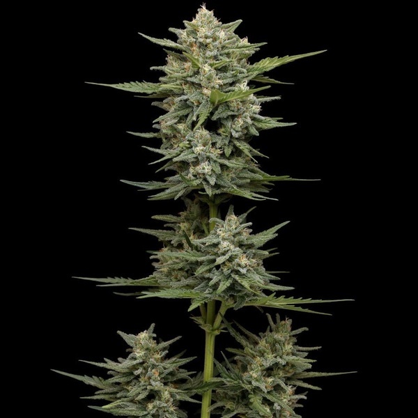 Vanilla Latte Auto (Humboldt Seed Company) Feminizada