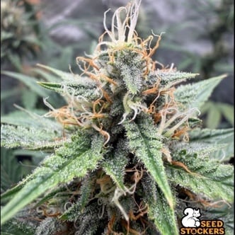 Drizl Pickl Auto (Seedstockers) Feminizada