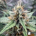 Drizl Pickl Auto (Seedstockers) Feminizada