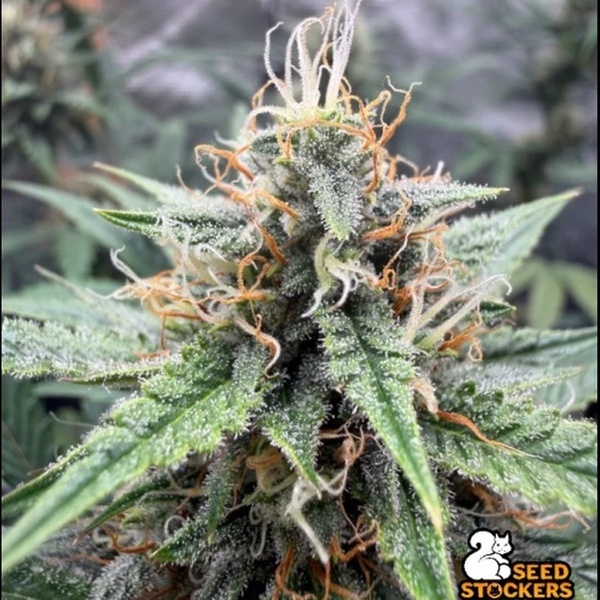 Drizl Pickl Auto (Seedstockers) Feminizada