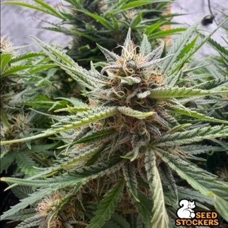 Fishy Zoap Auto (Seedstockers) Feminizada