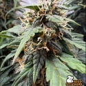 F.U.H (F*cked Up Hippy) Auto (Seedstockers) Feminizada