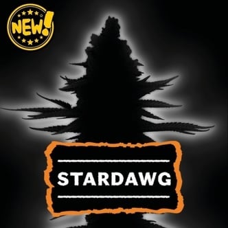 Stardawg Auto (Seedstockers) Feminizada