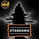 Stardawg Auto (Seedstockers) Feminizada