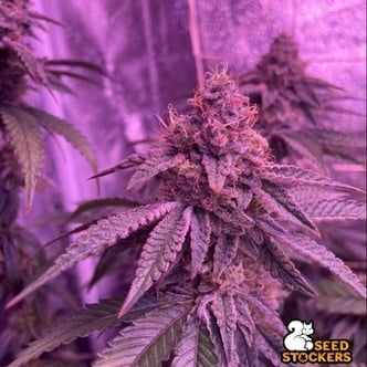 Barcelona Puff (Seedstockers) Feminizada