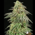 FUH F*cked Up Hippy (Seedstockers) Feminizada
