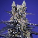 Super Boof XL Auto (Sweet Seeds) Feminizada