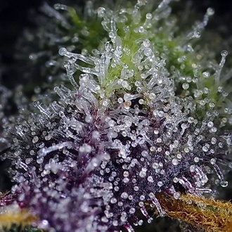 Super Boof XL Auto (Sweet Seeds) Feminizada