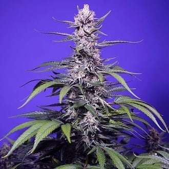 Permanent Marker XL Auto (Sweet Seeds) Feminizada