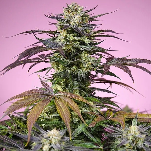 Gelonade (Sweet Seeds) feminizada