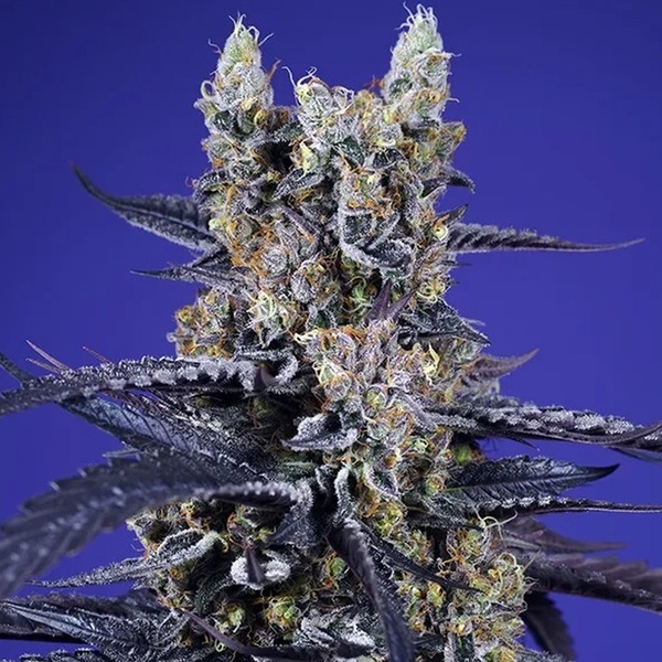 Delicious & Resinous Mix Auto (Sweet Seeds) Feminizada