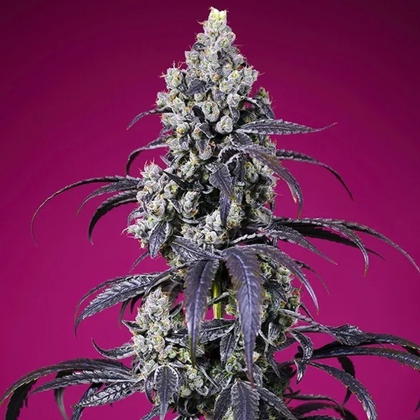 American Pie Mix (Sweet Seeds) Feminizada