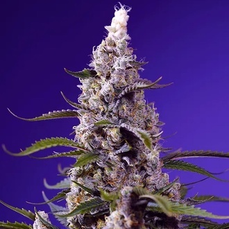 American Pie Mix (Sweet Seeds) Feminizada