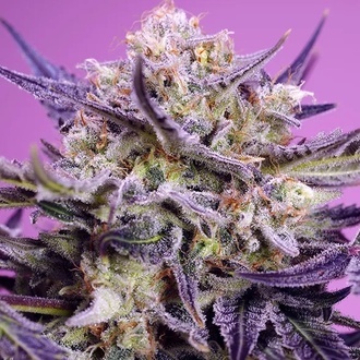 Terp Explosion Mix (Sweet Seeds) Feminizada