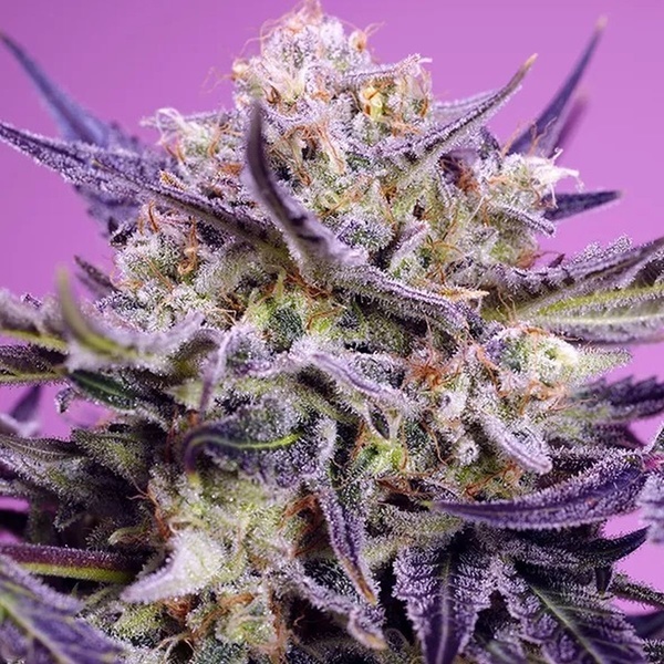 Terp Explosion Mix (Sweet Seeds) Feminizada