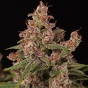 Banana Purple Auto (Paradise Seeds) Feminizada