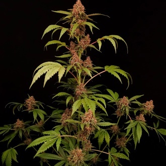 Banana Purple Auto (Paradise Seeds) Feminizada