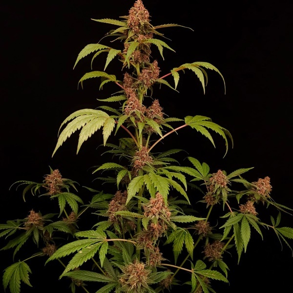 Banana Purple Auto (Paradise Seeds) Feminizada