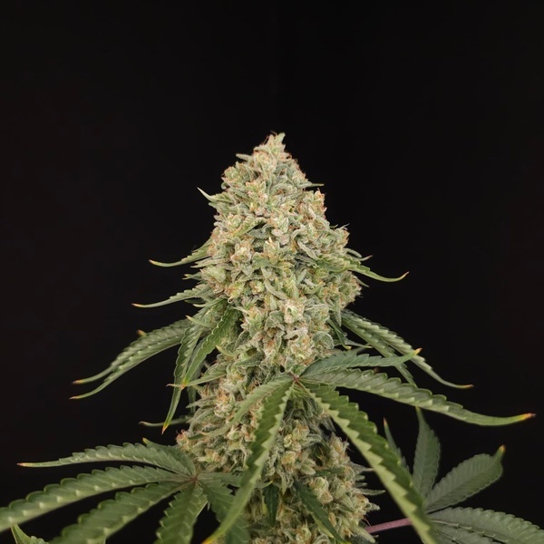 Tropical Fruit Cake (Paradise Seeds) Feminizada